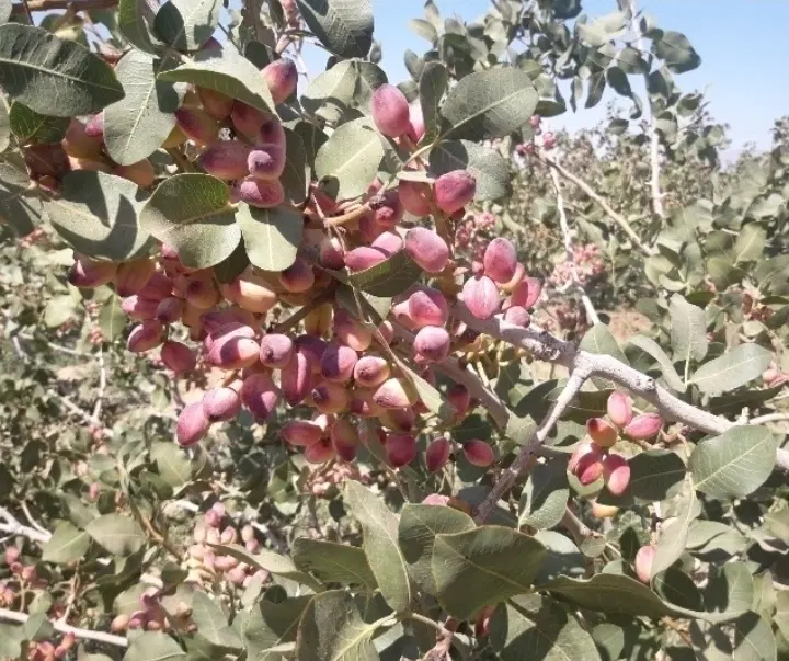 باغ پسته