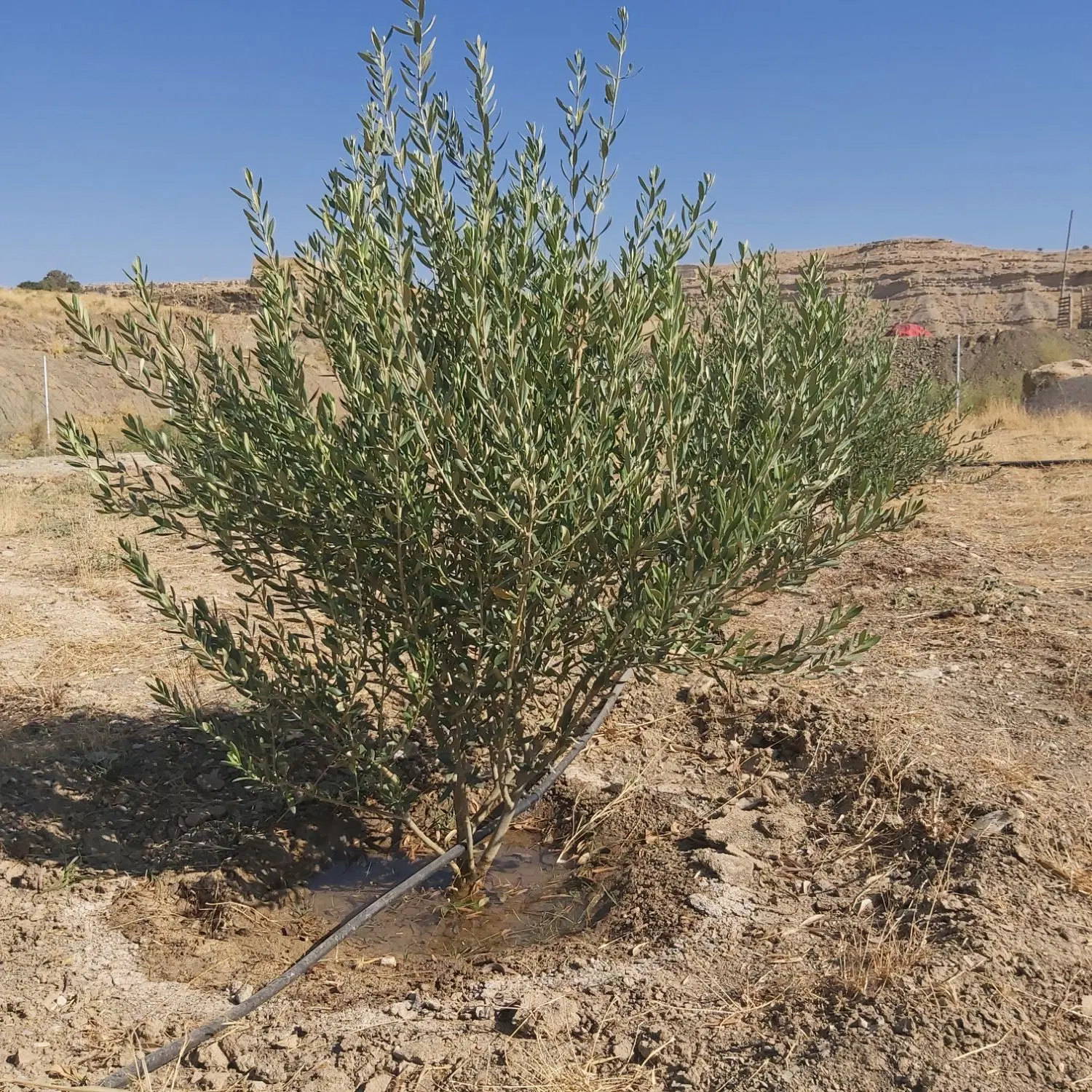 باغ در روستای بلیین
