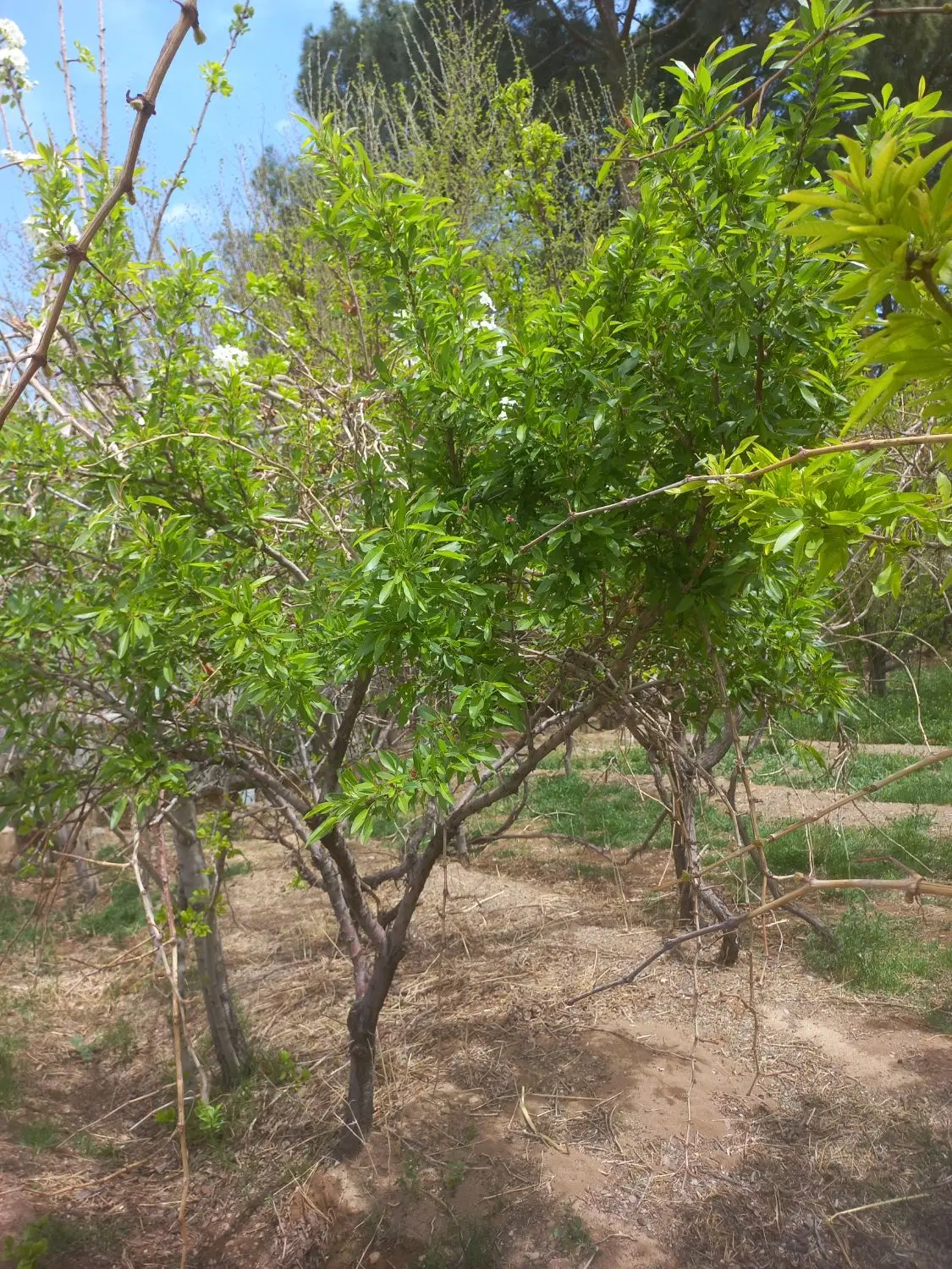 معاوضه زمین کارگاهی با خانه ویلاشهر
