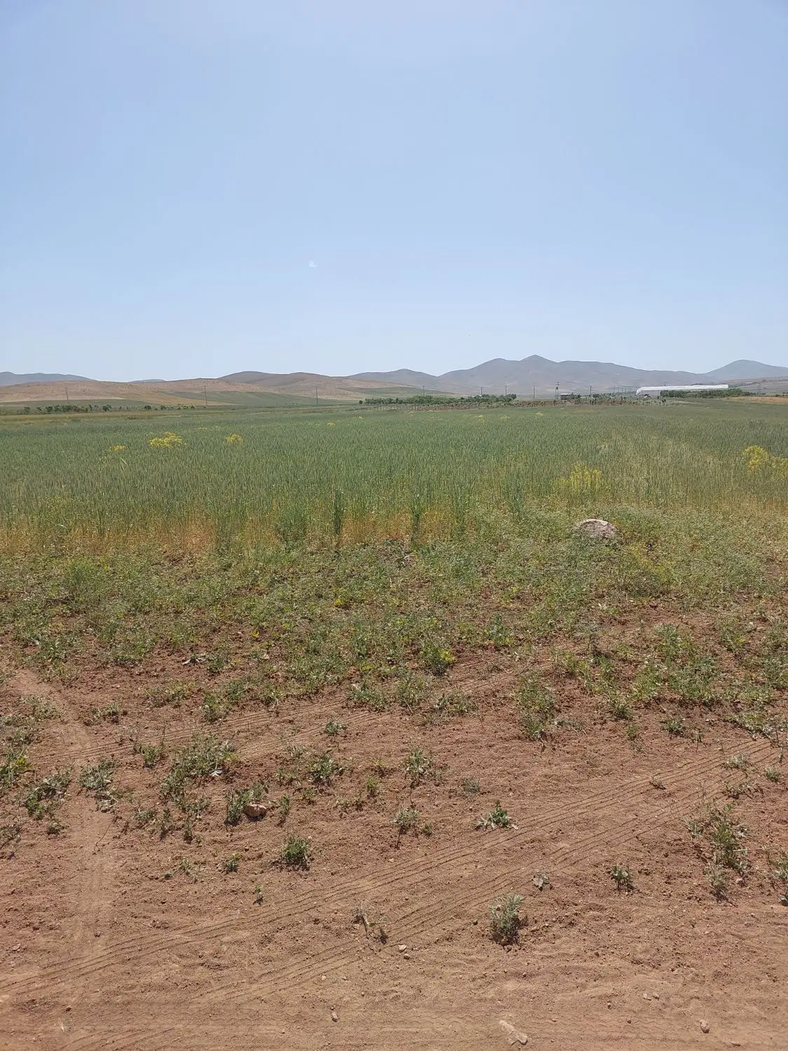 زمین کشاورزی گلخانه کشت باغ زراعی زراعت