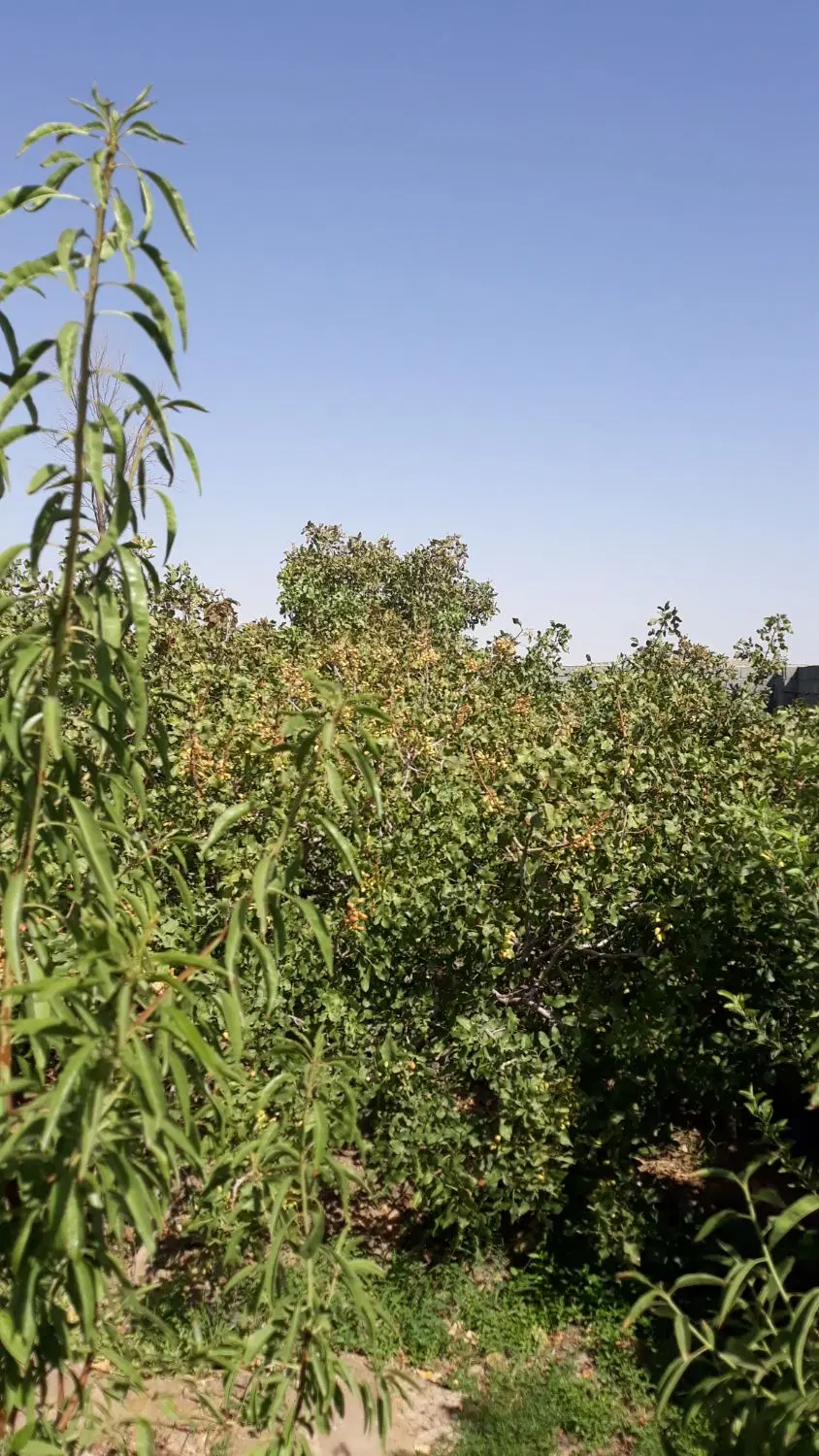 خانه باغ