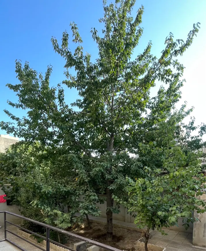 زمین باغی ۴۶۰۰ متری خوش‌قواره با آب و دسترسی خوب