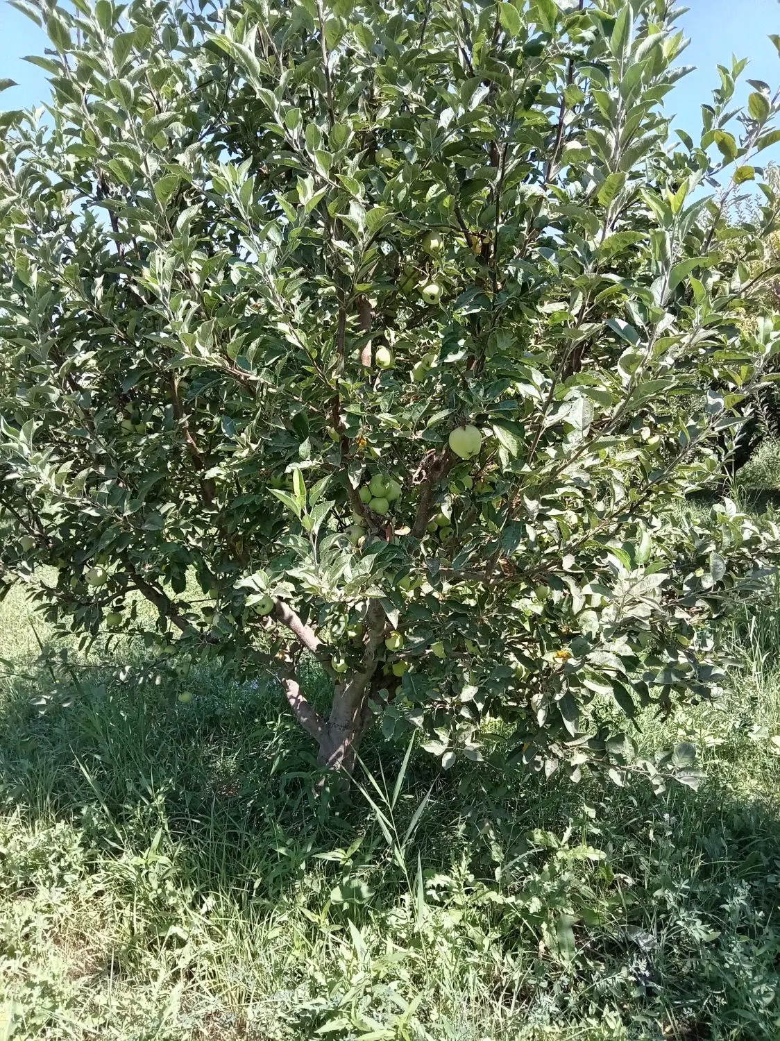 باغچه بزرگ
