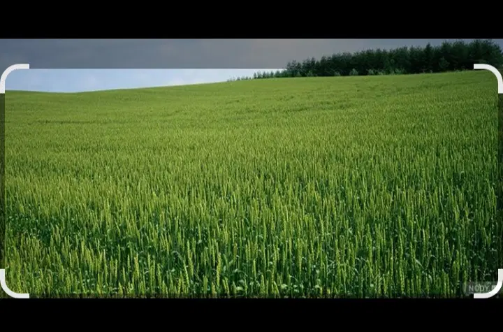 زمین شالیزاری