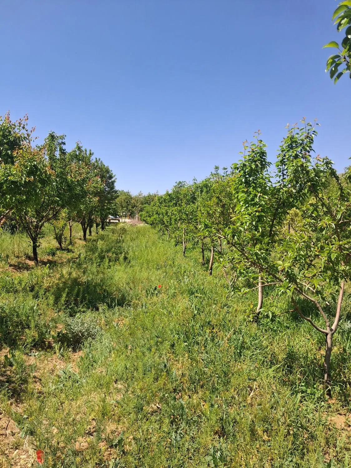 زمین باغی ۵۰۰ متری در گوار اراک