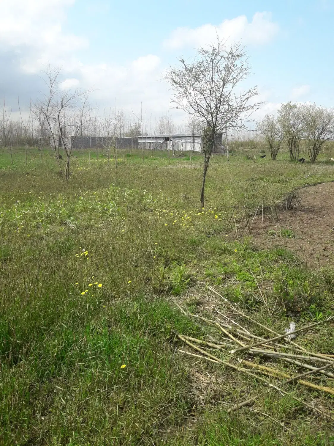 زمین باغی