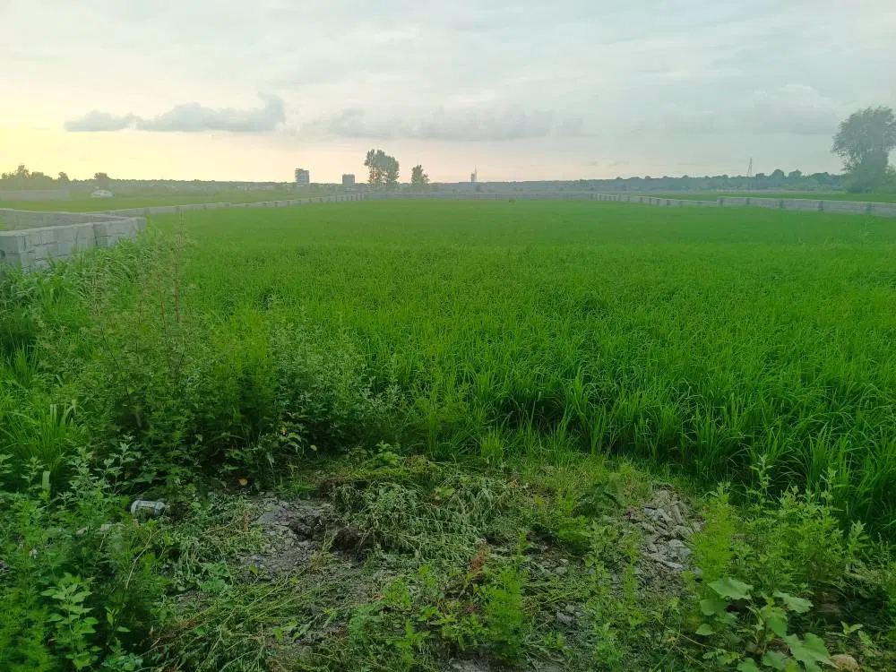 فروش زمین  زراعی(کشاورزی) در محدوده نور مازنداران