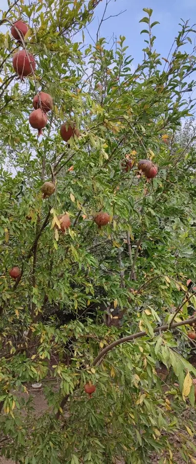 زمین 400 متری داخل بافت روستای دوروک مینودشت
