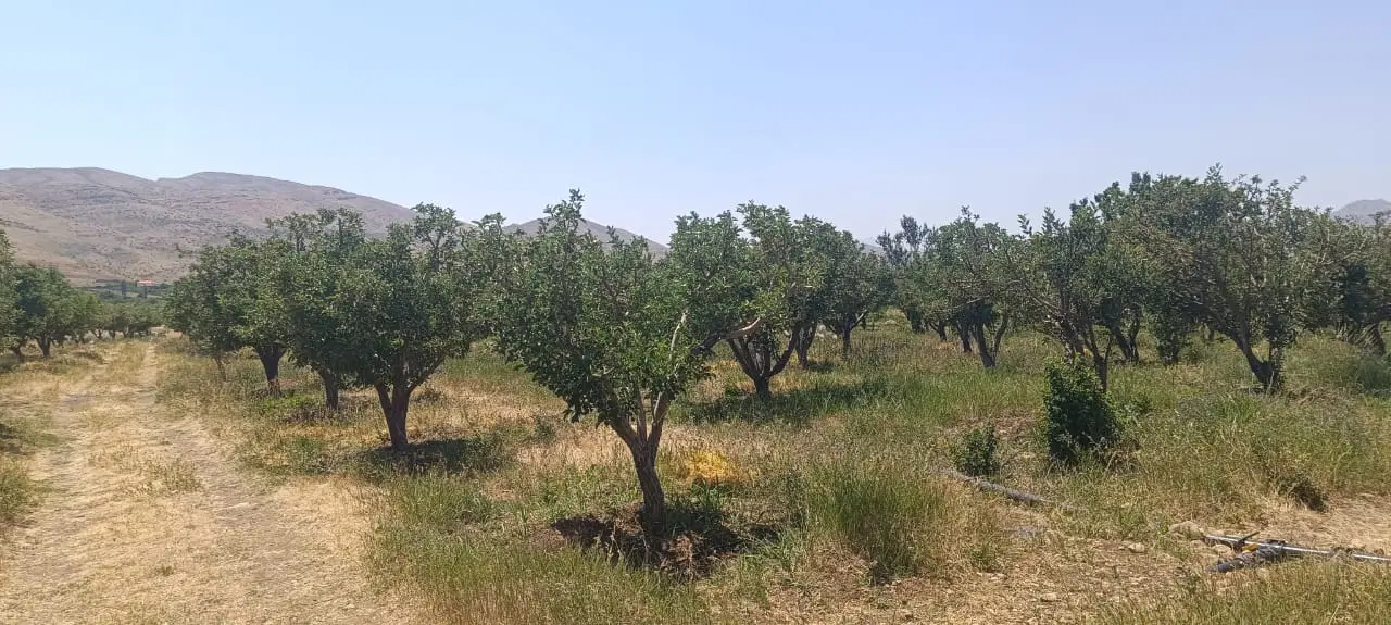 باغ