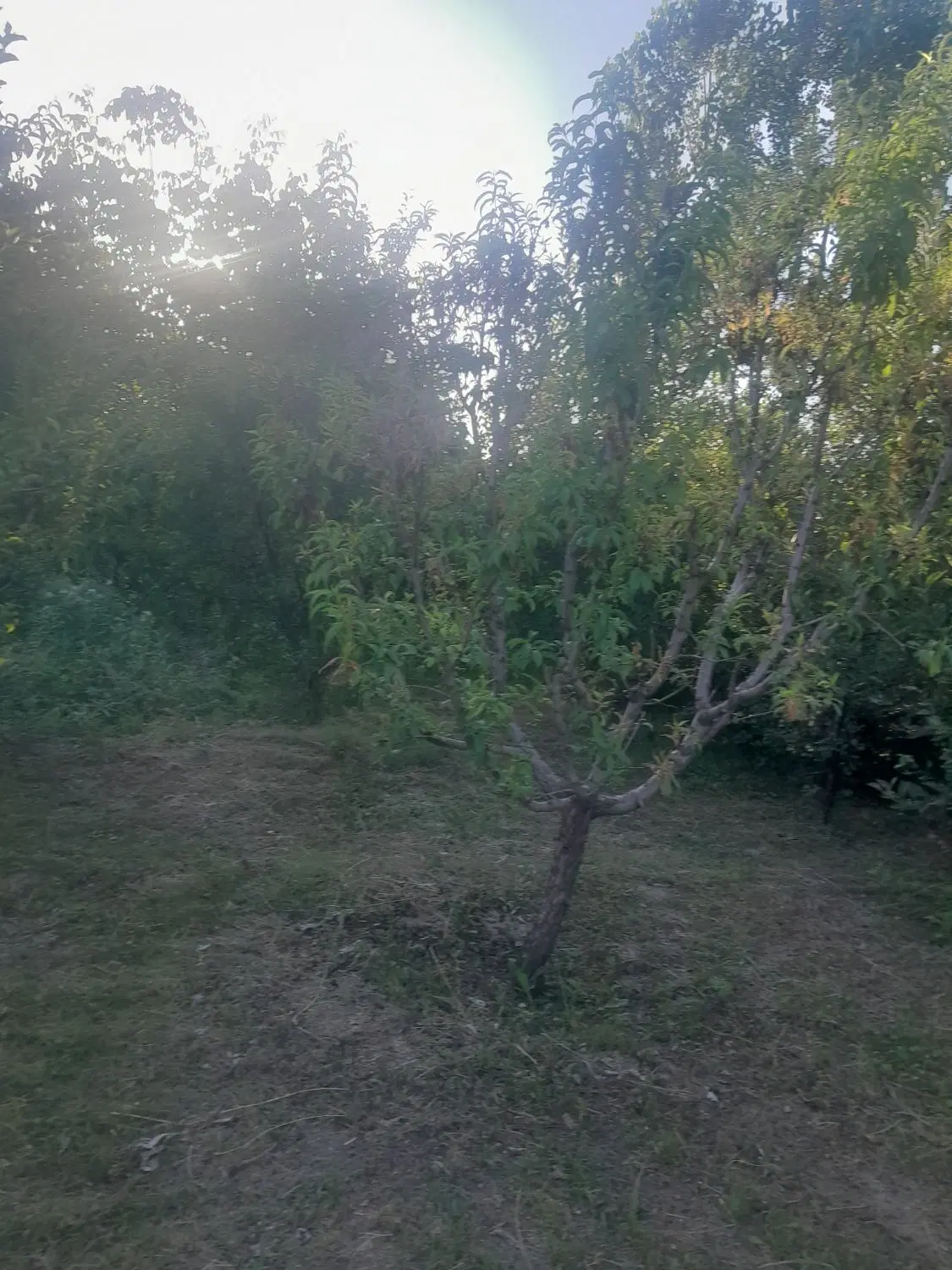باغچه