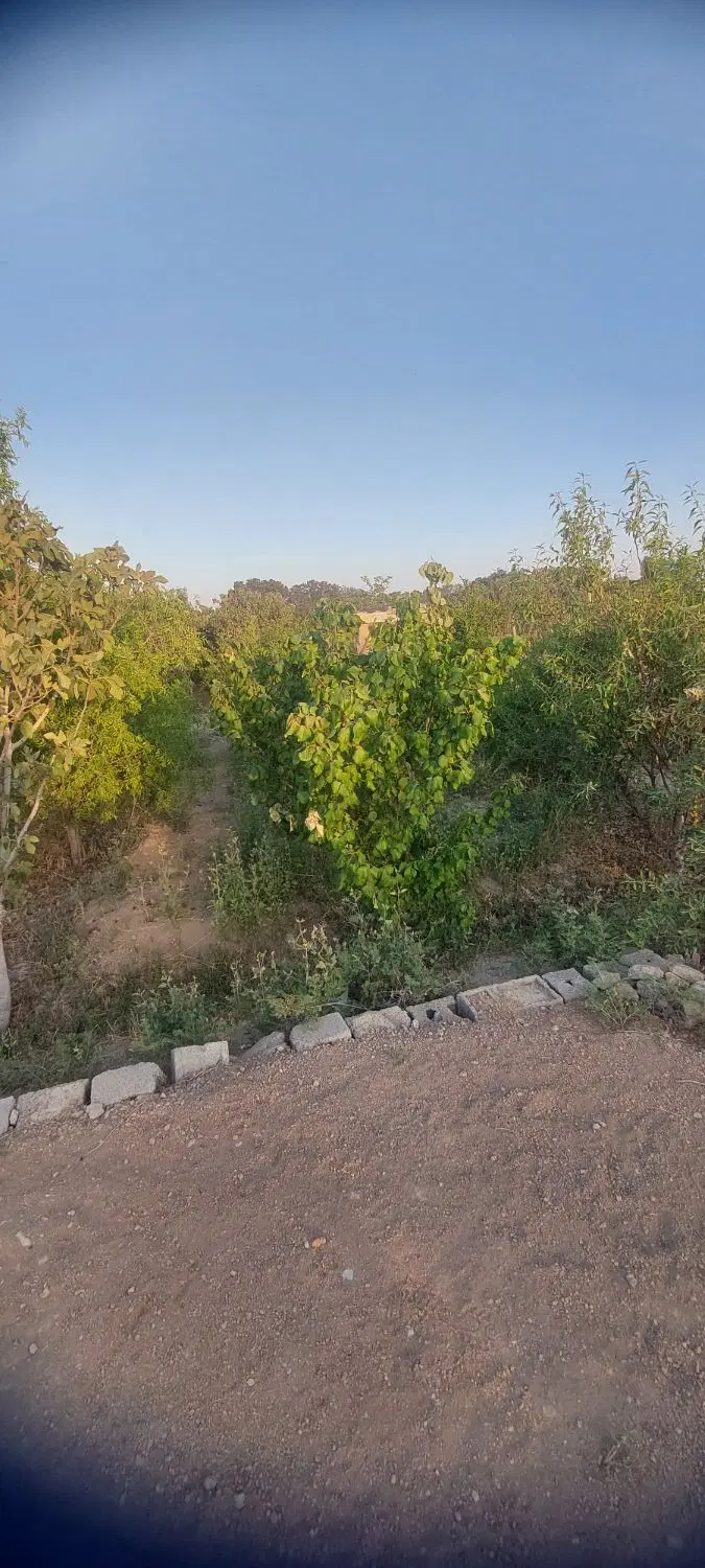 باغ و باغچه ۵۴۷ متر