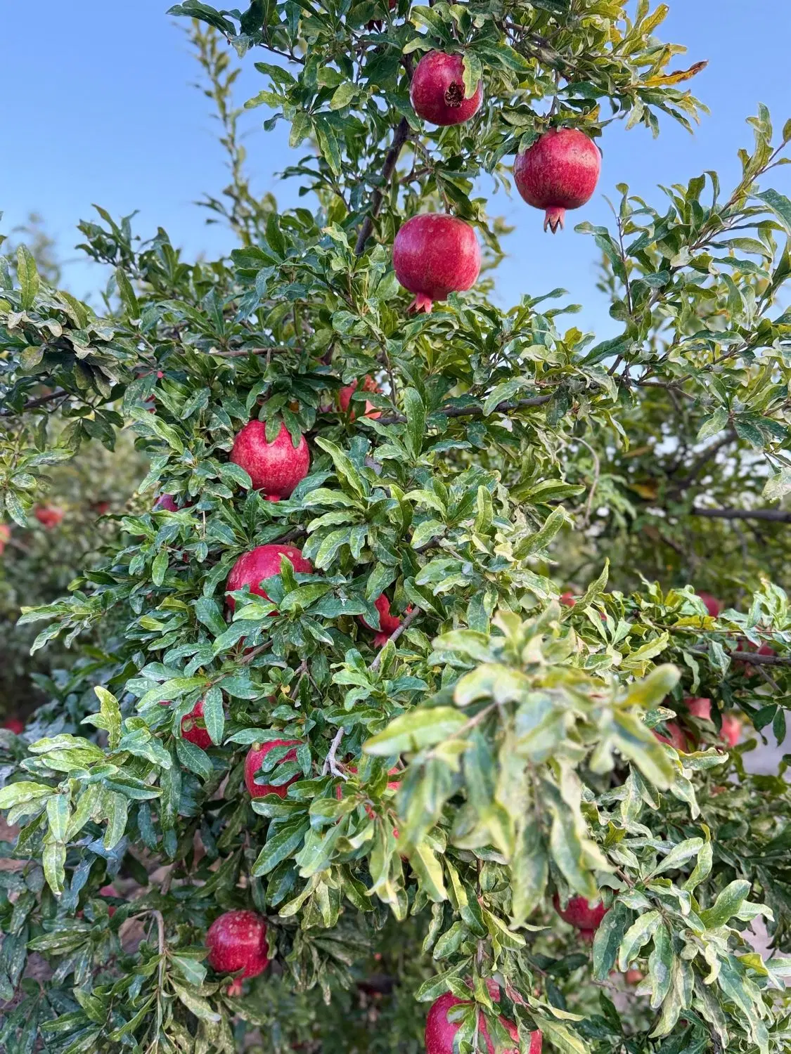 فروش باغ در روستای اندیس(هندس)