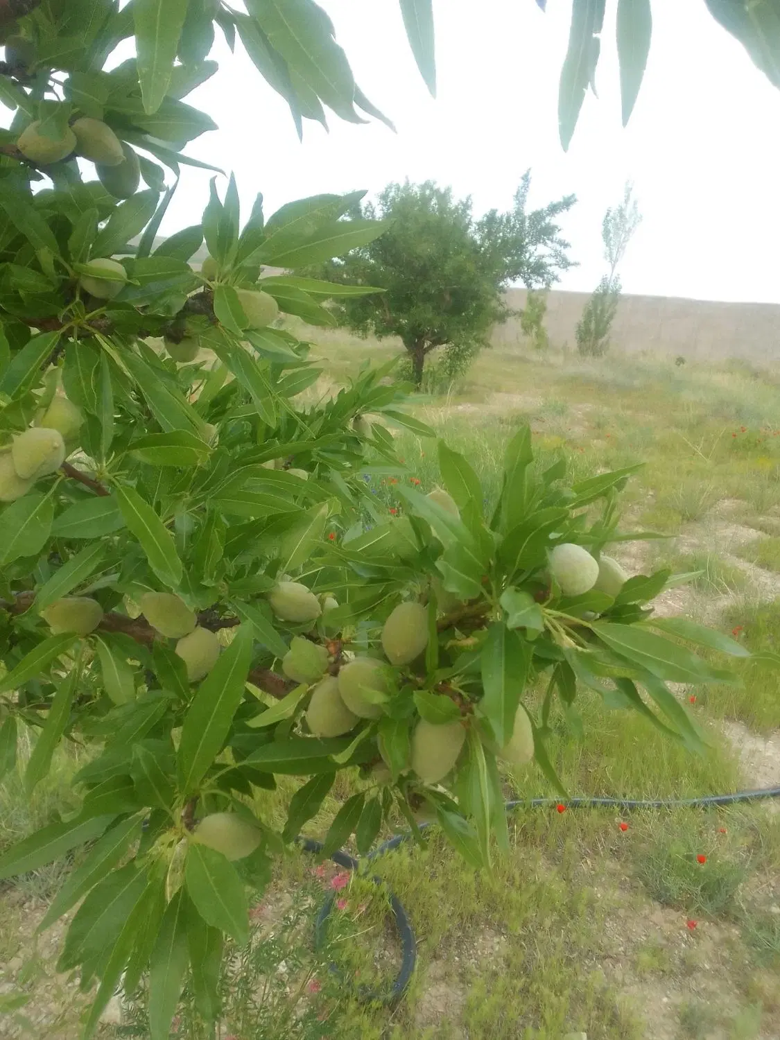 باغ ویلایی در بستان آباد الانق