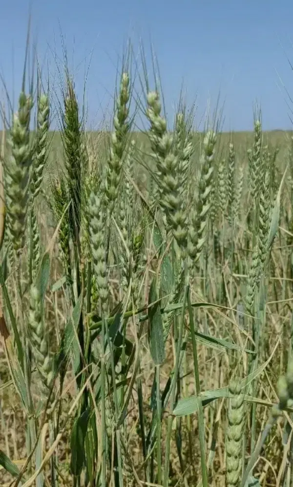 فروش 7.5هکتار زمین کشاورزی