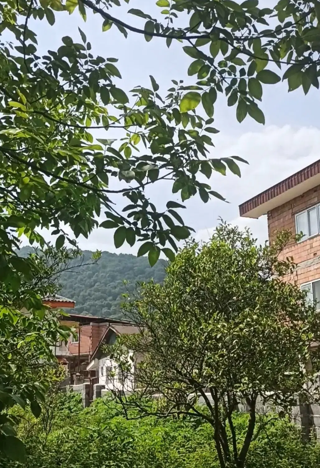 زمین ویلایی چالوس زوات شرق