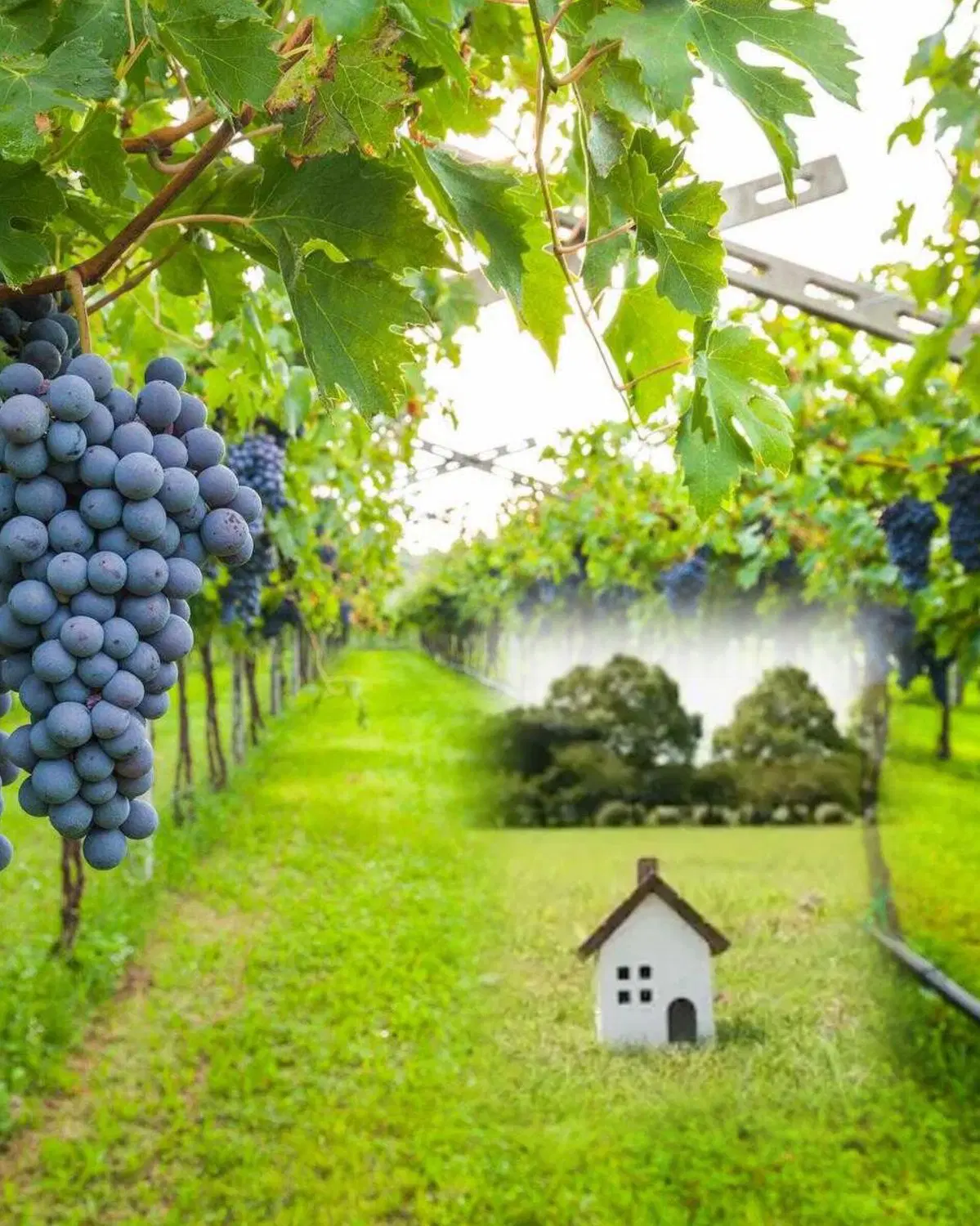 (باغ انگور + زمین کشاورزی +زمین مسکونی)