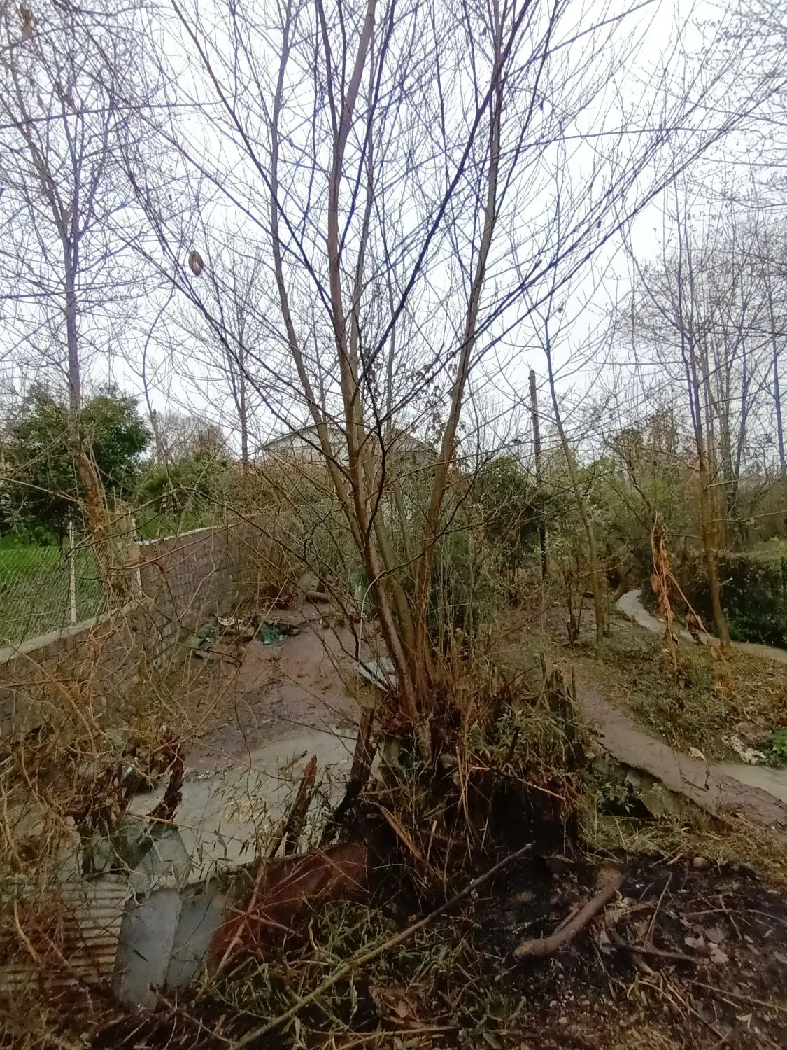 ۳۰۰ متر زمین مسکونی شمال (رودسر)
