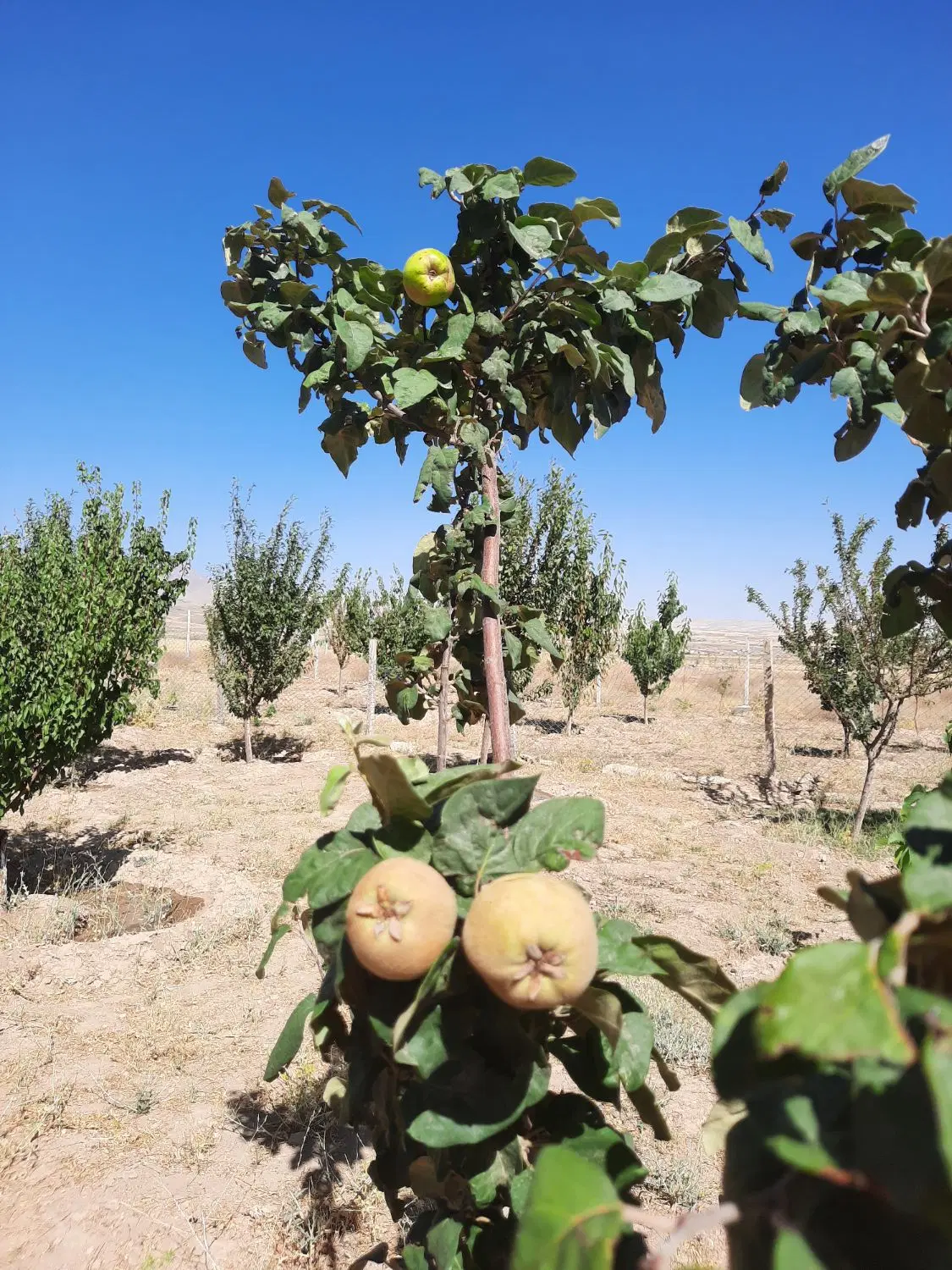 باغ میوه سیمین