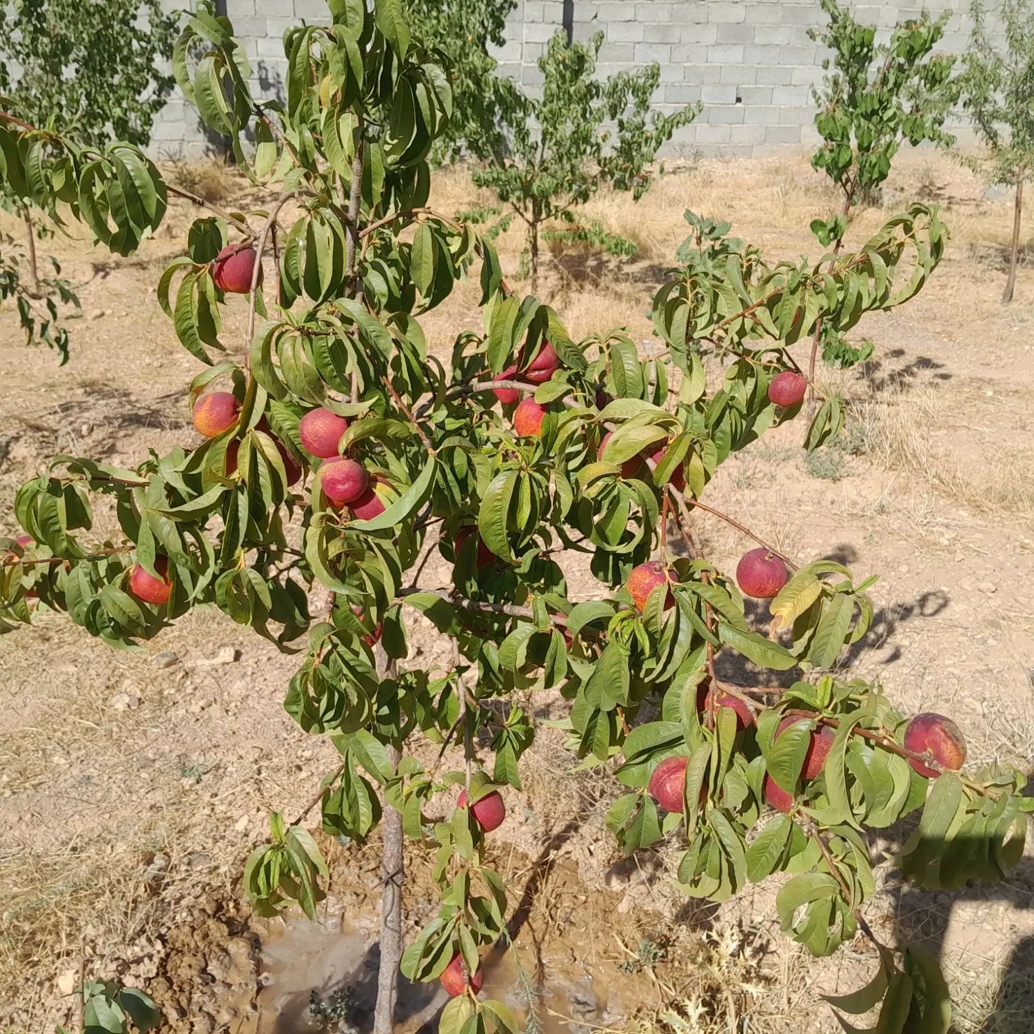باغ ویلا ۵۰۰ متری روستای زین آباد امند ایوند