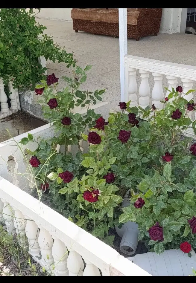 باغ در چشمه قصابان
