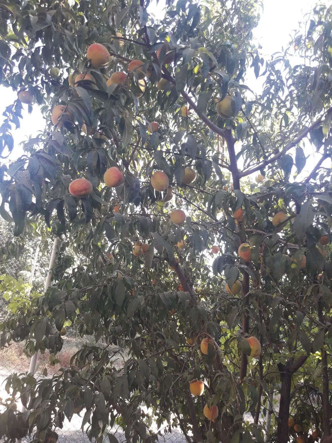 فروش باغ و ویلا