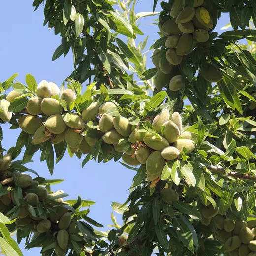 فروش باغ