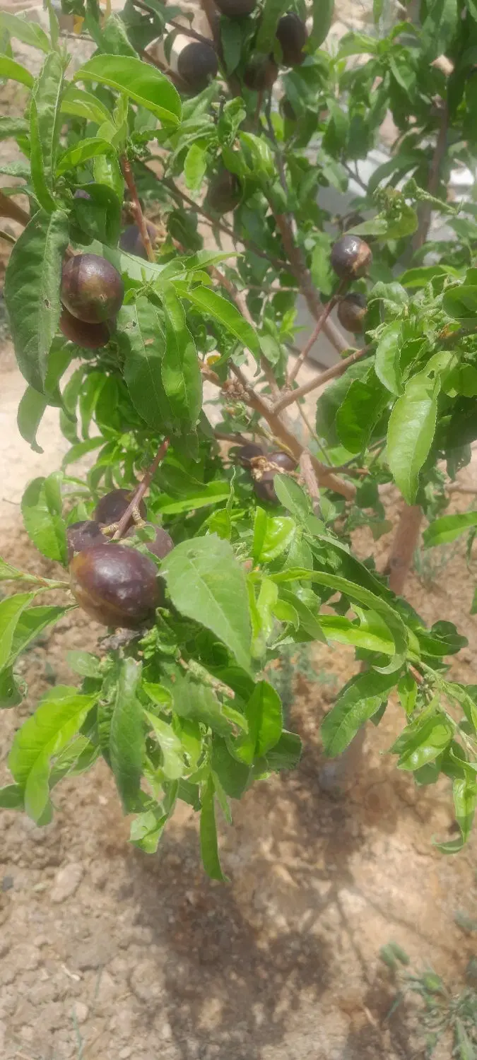 باغ چهاردیواری سوسن آباد(دوتا قواره 500متری)