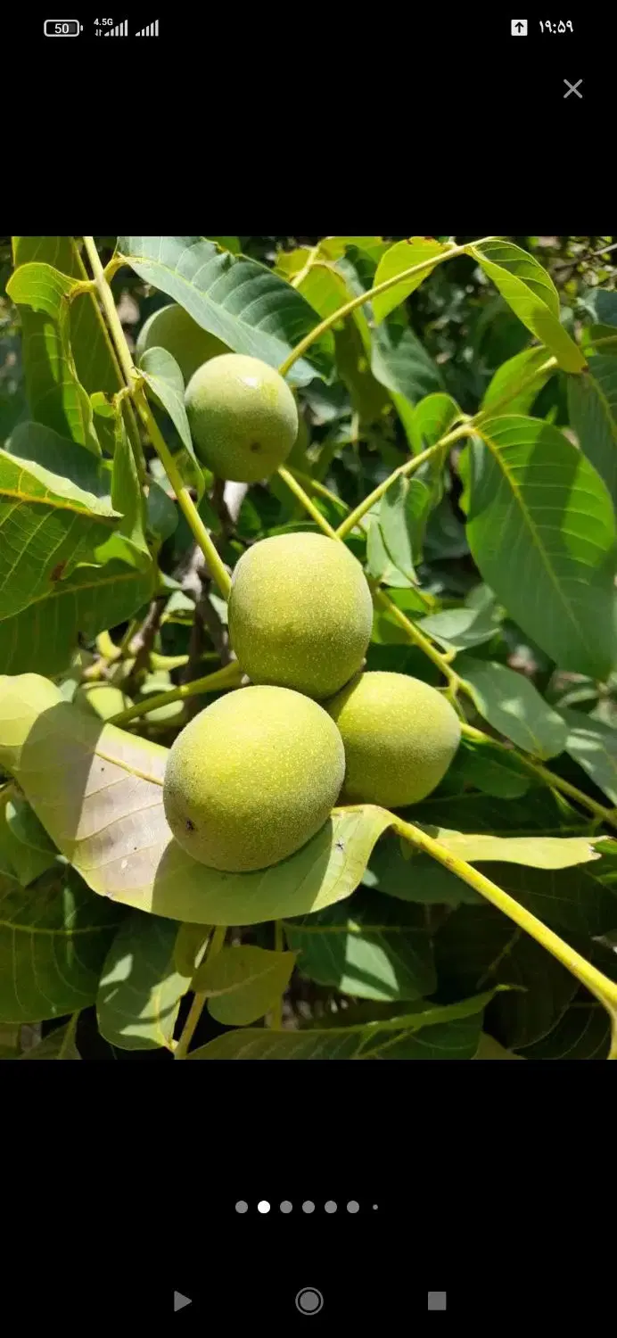 باغ فروشی نزدیک زیباشهر