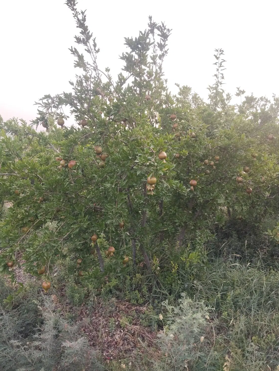 باغ کشاورزی