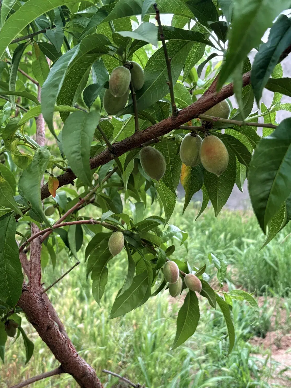 باغچه سوسنقین