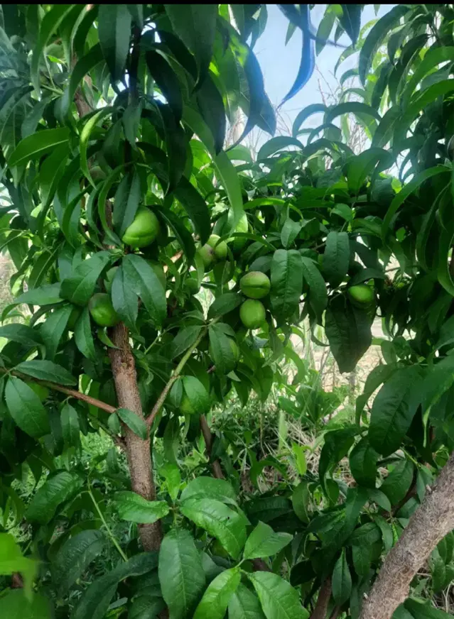 باغچه پیشک یک
