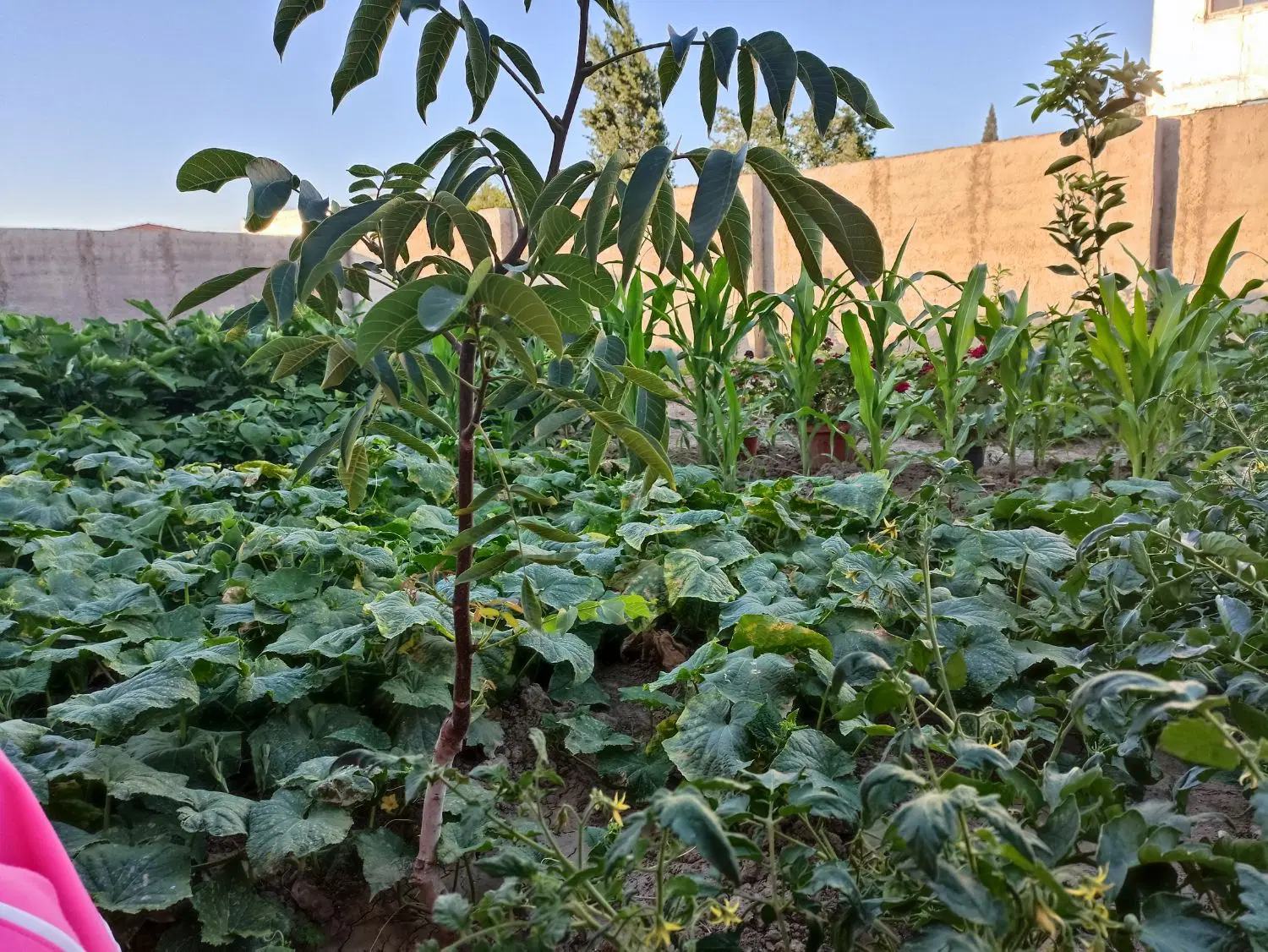 فروش زمین ۲۰۰ متری داخل بافت