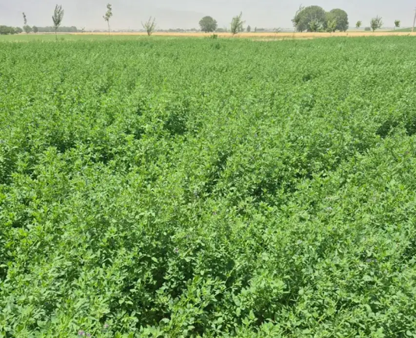 یونجه نازک ساقه چین سوم