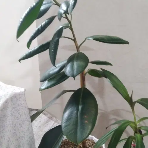 باغ فروشی روستای استرک کاشان