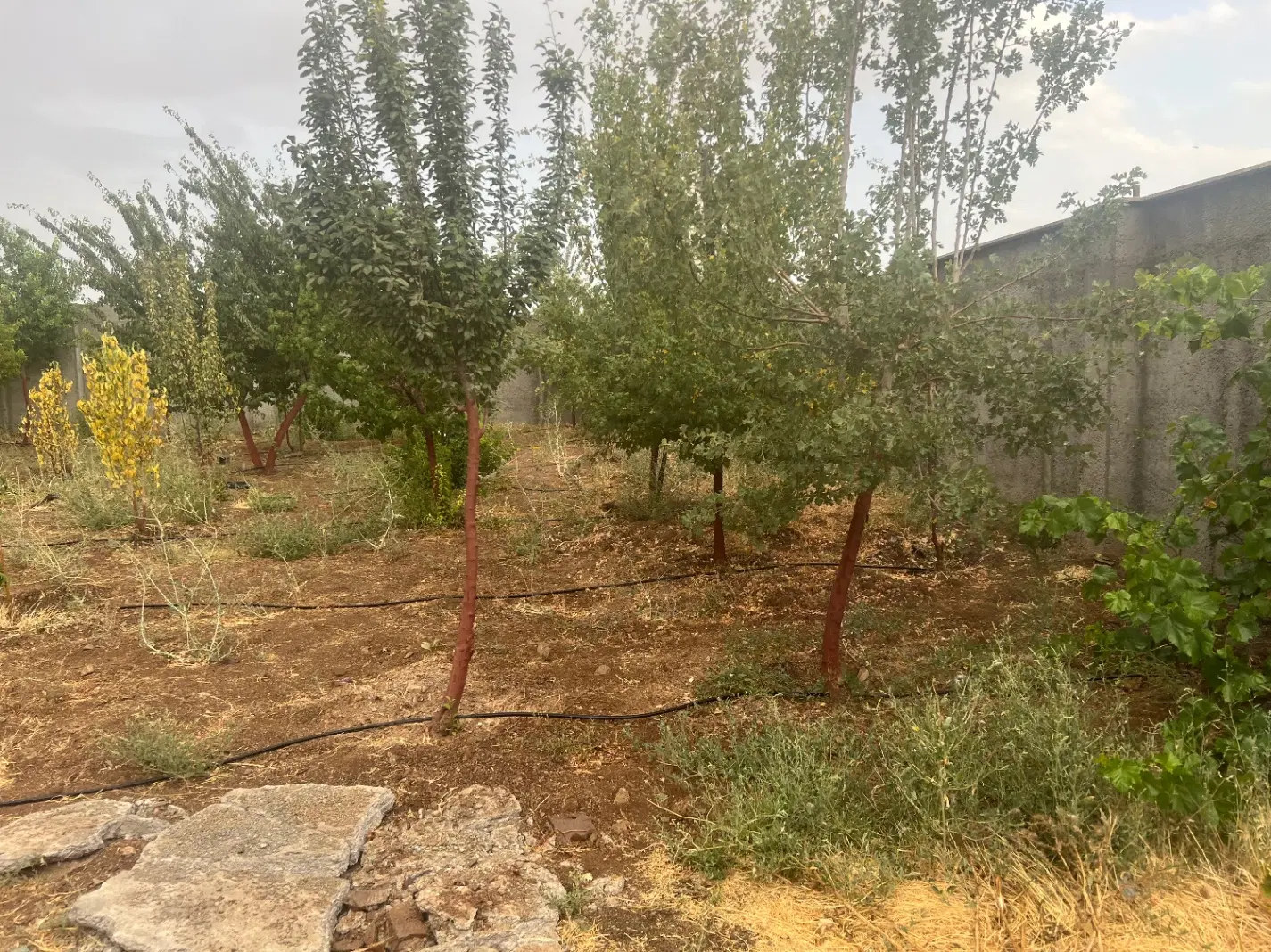 زمین آبسرد