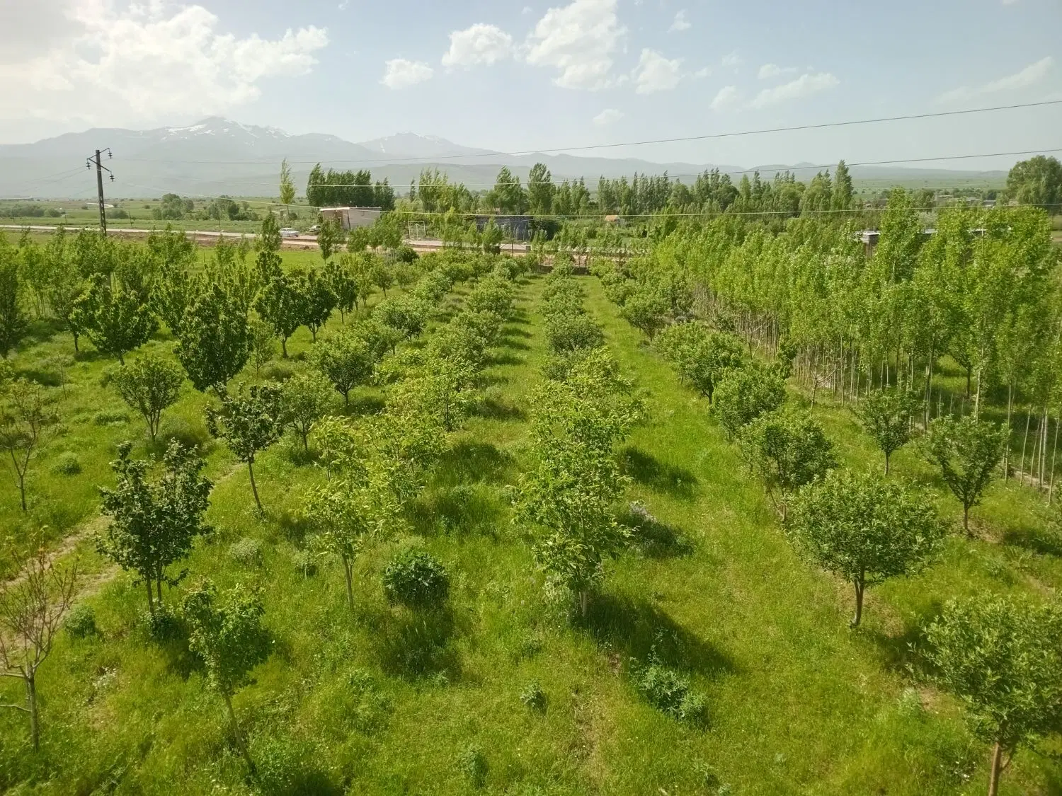 باغ فروشی روستای کلور
