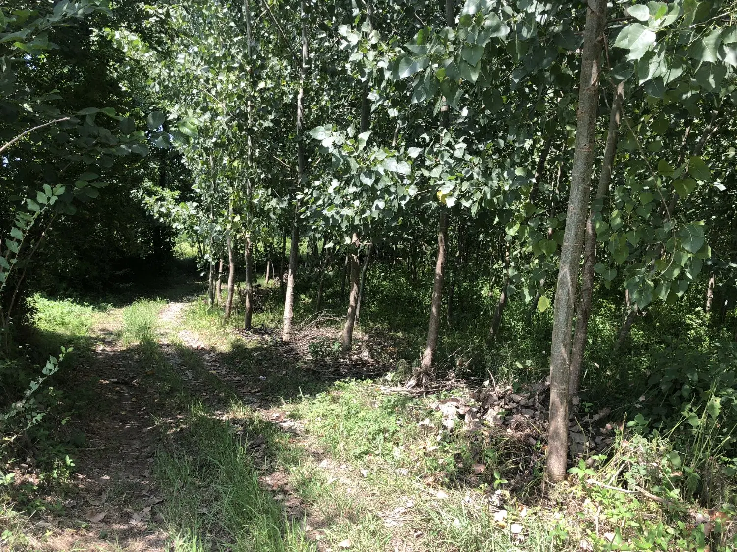 زمین باغی داخل طرح