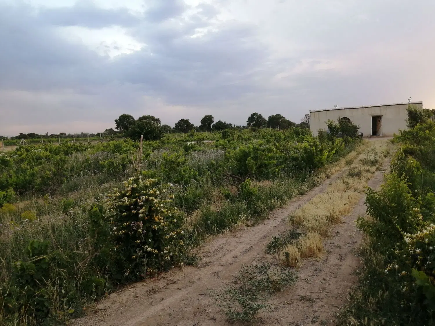 باغ انگور ۵۰۰۰متری۵۵متربناسندتک برگ ۶دانگ