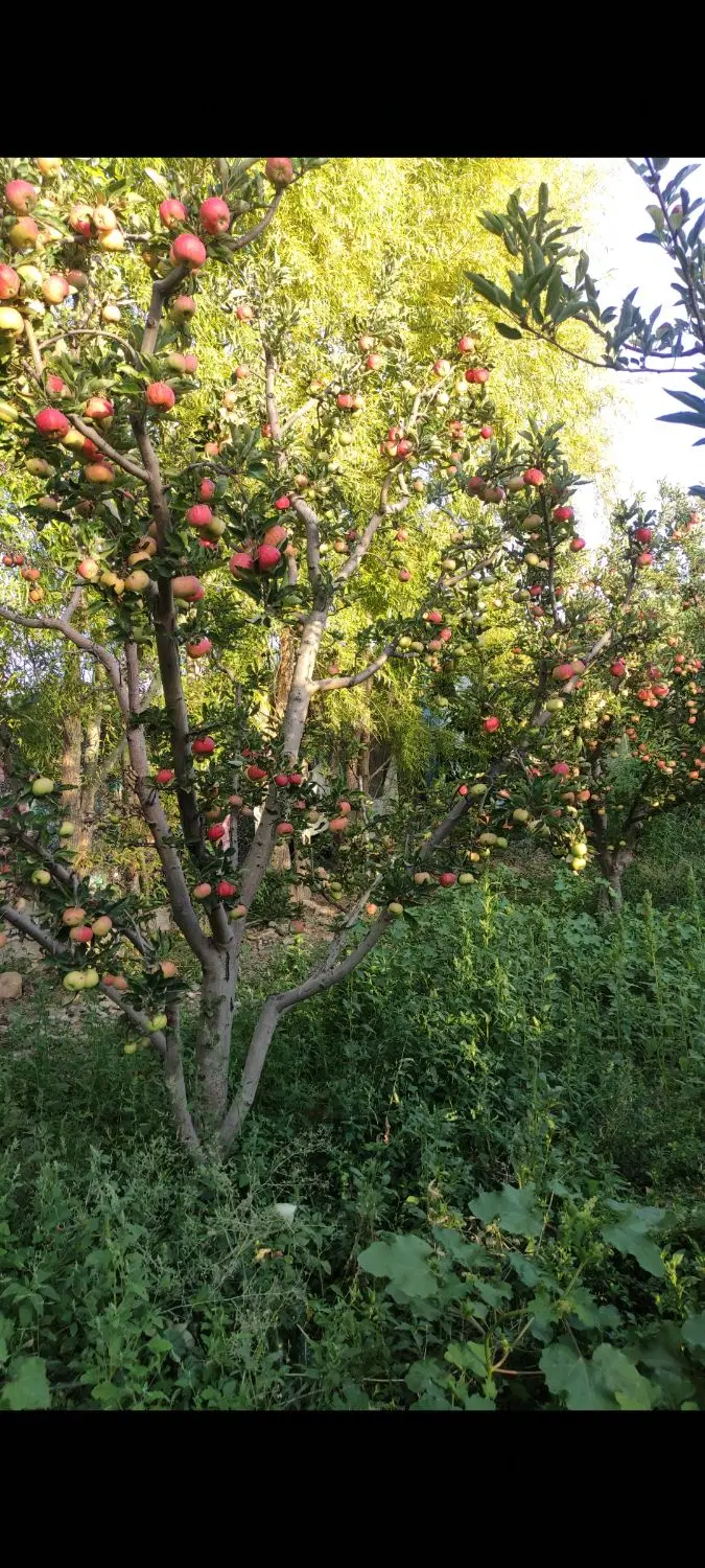 فروش یک قطعه باغ  قطره ای با خانه باغ