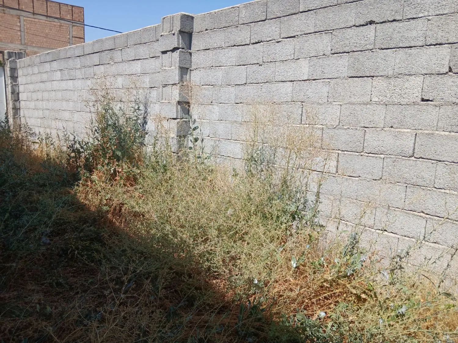 زمین باغ معروف