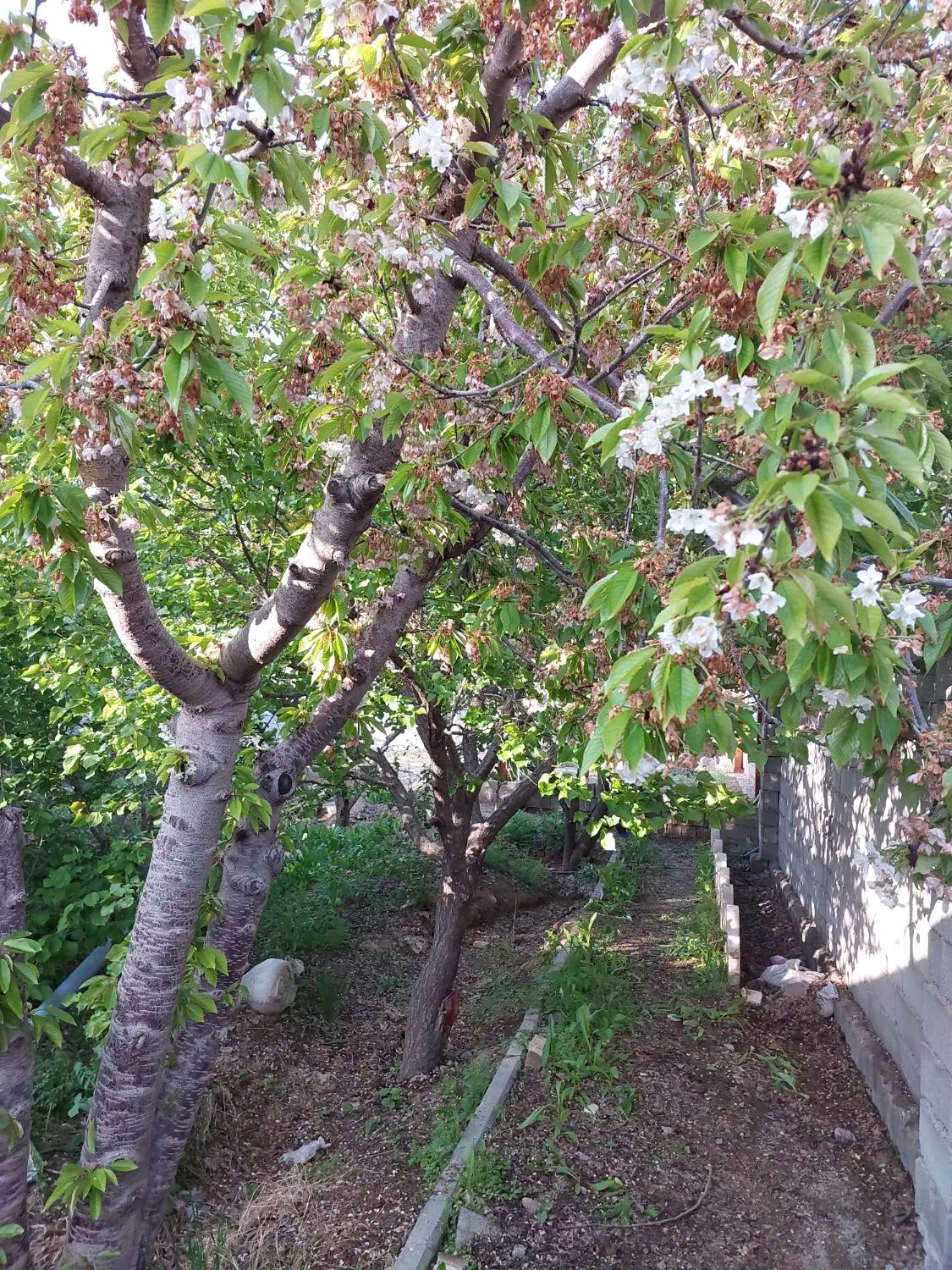 باغچه۲۵۰ متری سنددار