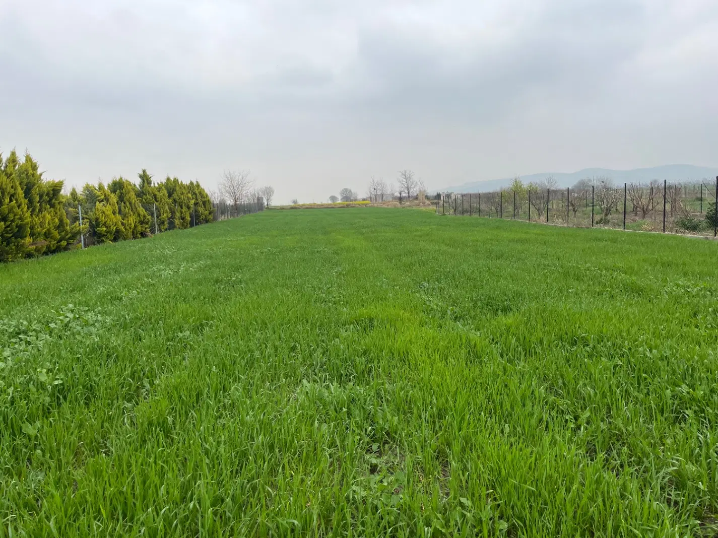 زمین باغی و کشاورزی فروشی