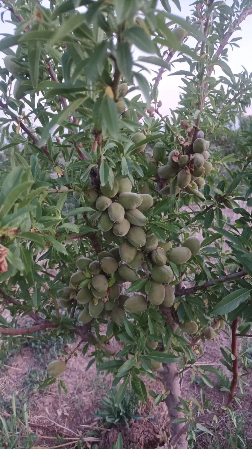 ۶۰۰متر ۱۵در۴۰فروشی