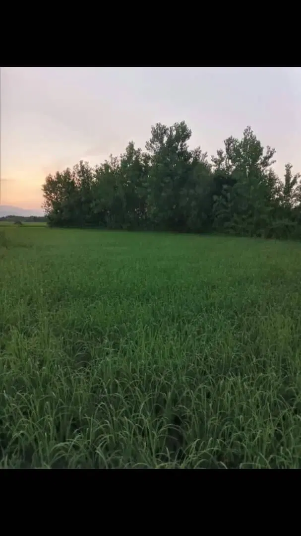 زمین سند دار  ۴۷۰۰۰ متر انزلی کشاورزی  و استخر
