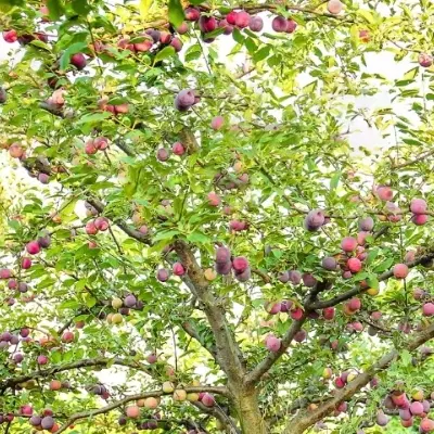 باغ در سدهاله به فروش می رسد