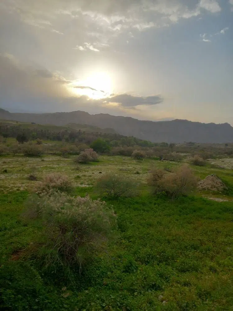 فروش چندین پلاک زمین محله امید