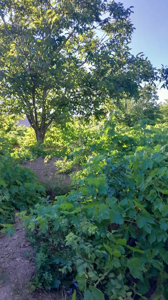 باغ ۲۰۰۰متری سند تک برگ