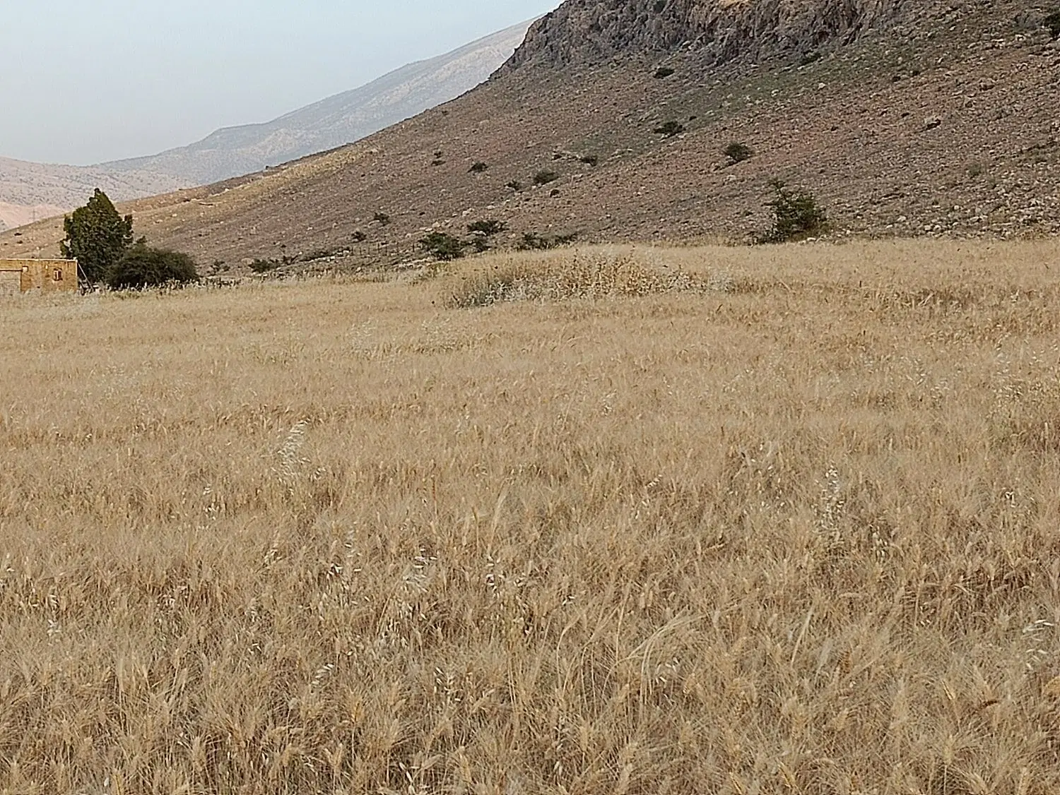 زمین کشاورزی شما رو با بهترین قیمت اجاره می کنیم