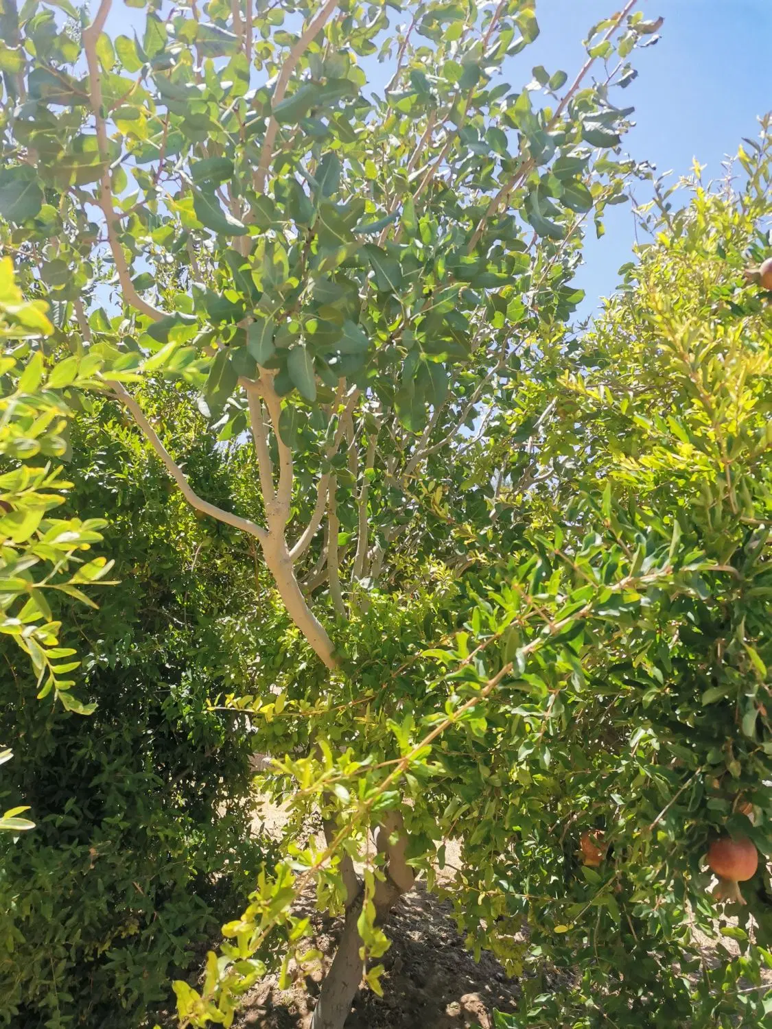 باغ بزرگ