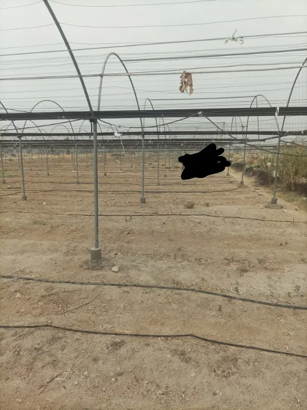 گلخانه ، اجاره‌ای